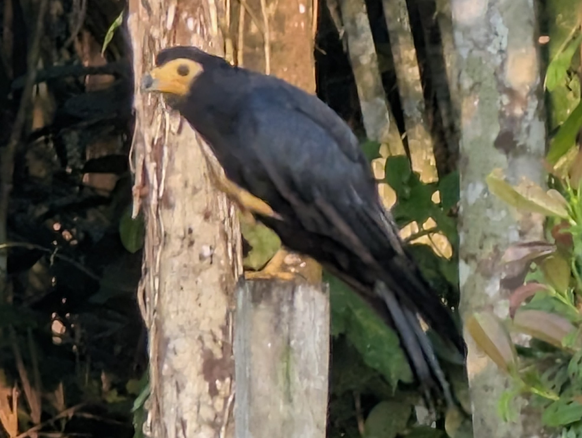 Black Caracara (Daptrius ater), photo 5