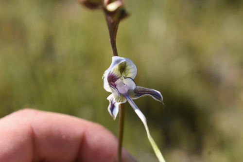 Image of Disa multifida by (c) Justin Ponder, some rights reserved (CC BY)