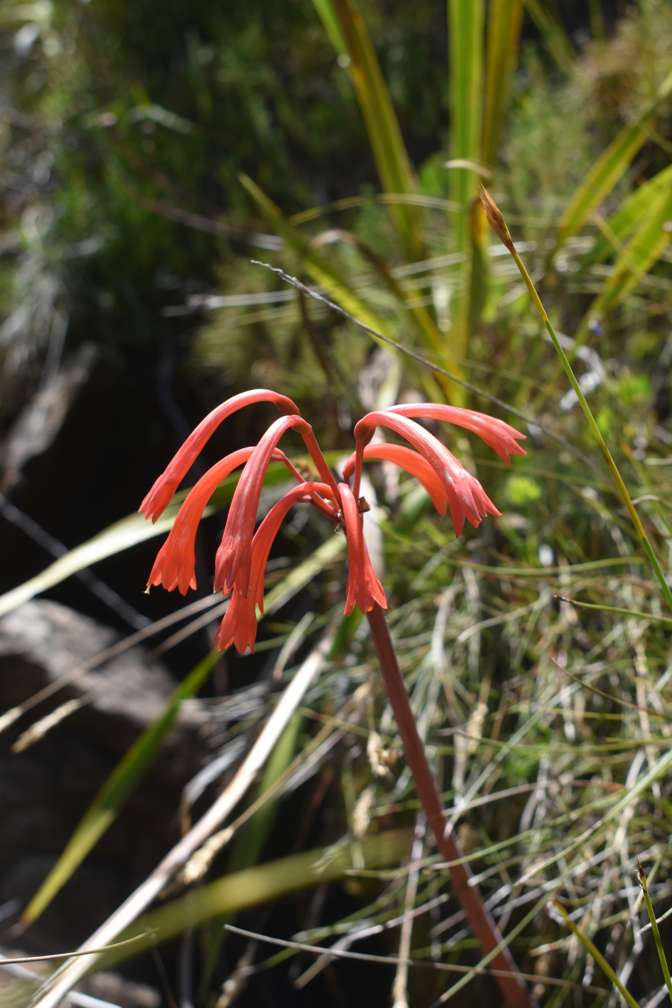 Fire-Lily (Cyrtanthus angustifolius)