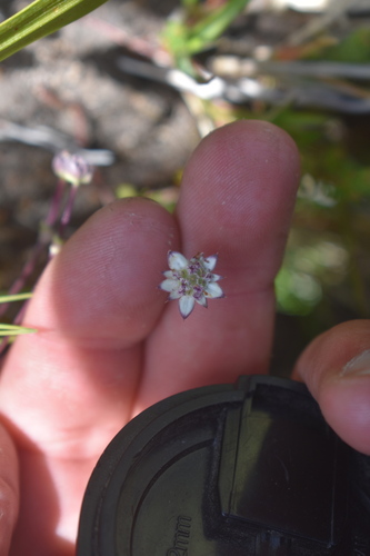 Inbristly Ministar (Alepidea delicatula)