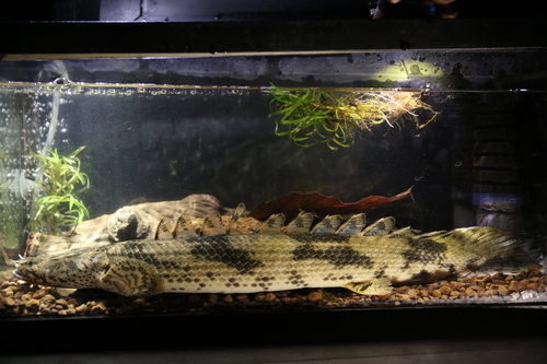 Saddled bichir (Polypterus endlicherii) — Polypteridae — 5