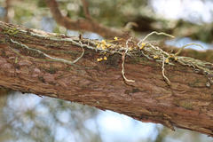 Dendrophylax porrectus