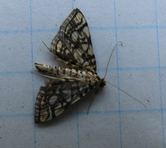 Lygropia rivulalis