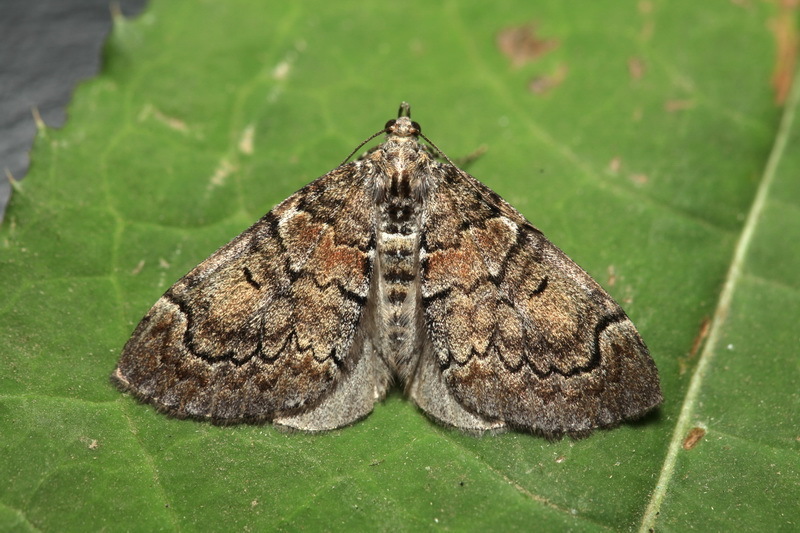 Heterothera taigana