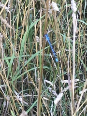Enallagma cyathigerum