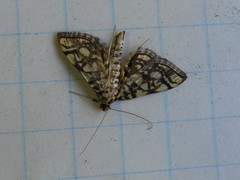 Lygropia rivulalis