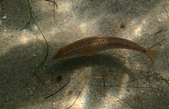 Halichoeres semicinctus