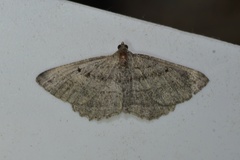 Rhoptria asperaria