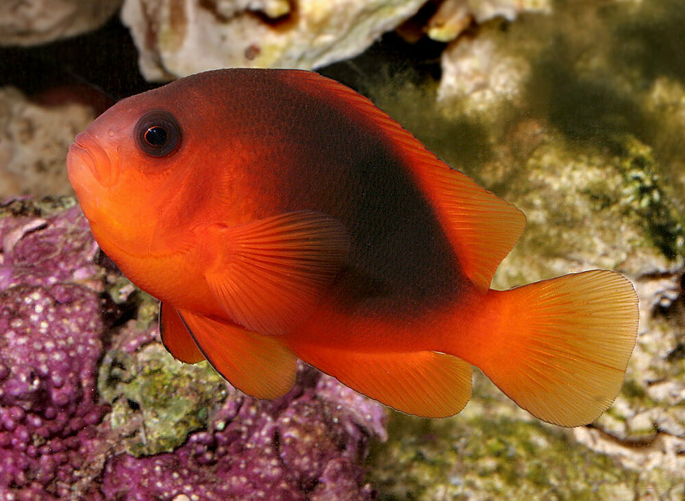 Saddle Anemonefish
