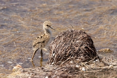 Himantopus himantopus