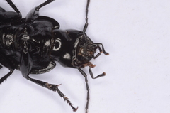 Licinus aequatus
