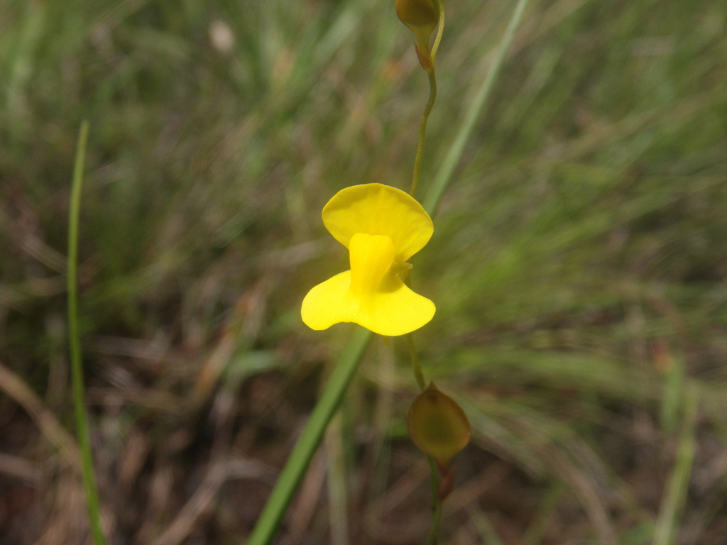 Utricularia pierrei Pellegr.
