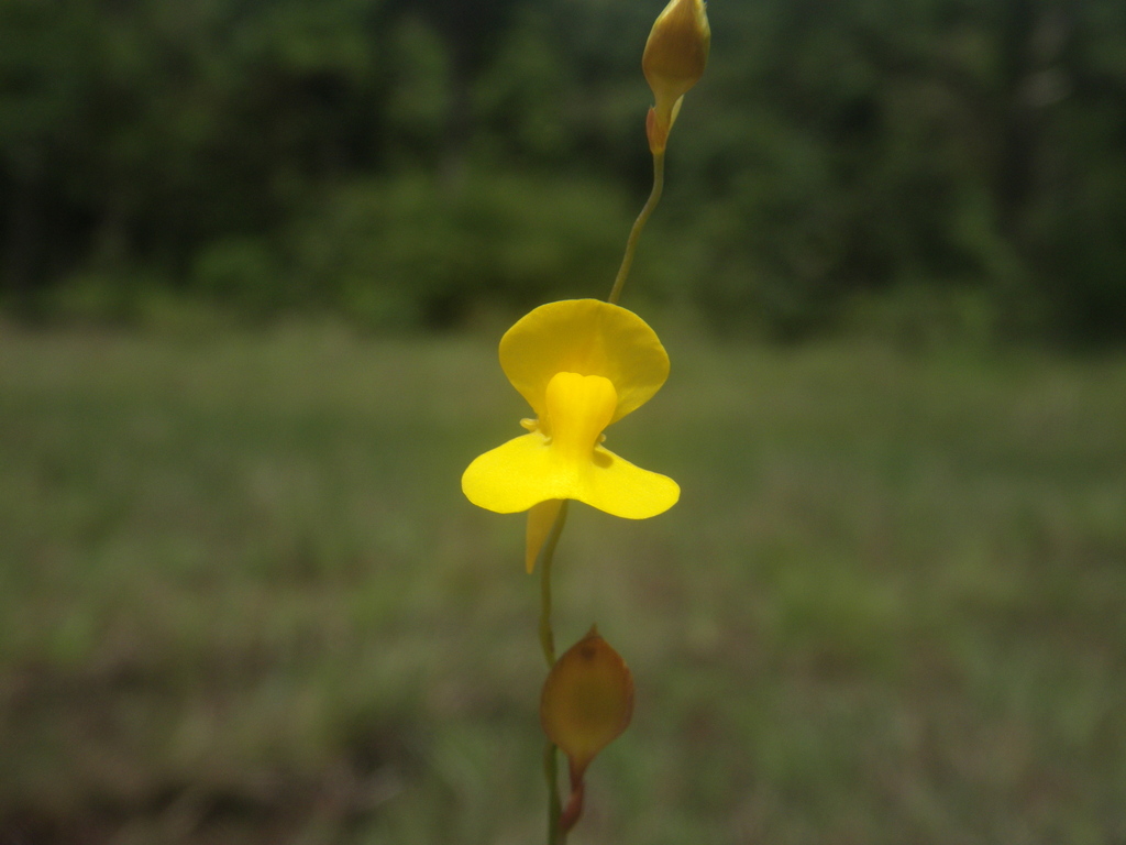 Utricularia pierrei Pellegr. 2
