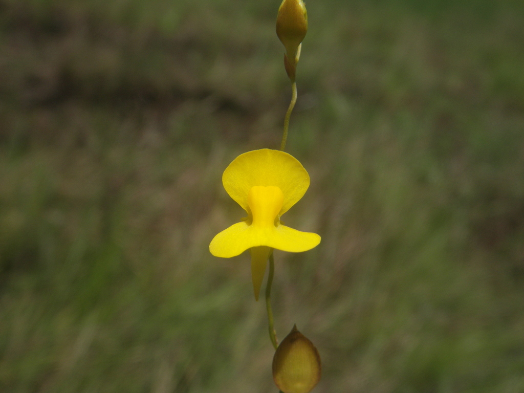 Utricularia pierrei Pellegr. 3
