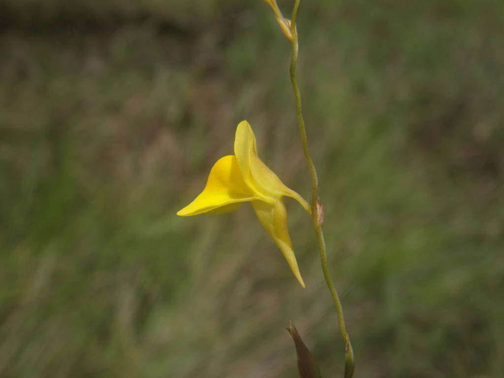 Utricularia pierrei Pellegr. 4