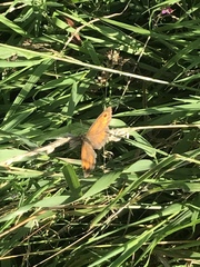 Pyronia tithonus