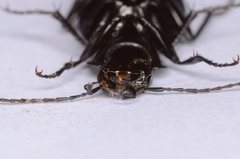 Licinus aequatus