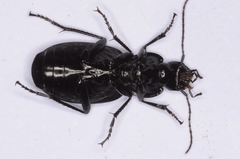 Licinus aequatus