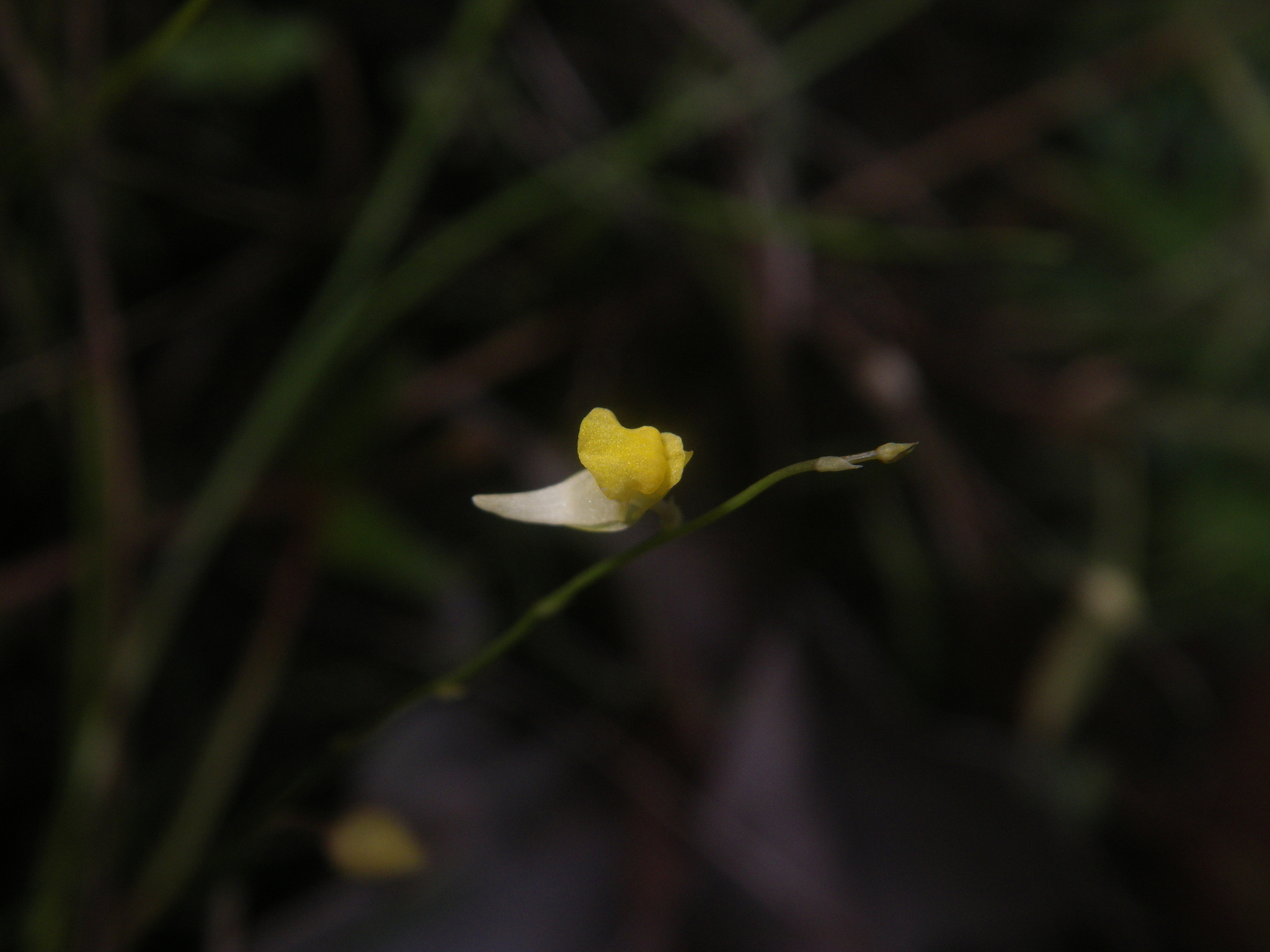 Utricularia scandens — ảnh 3