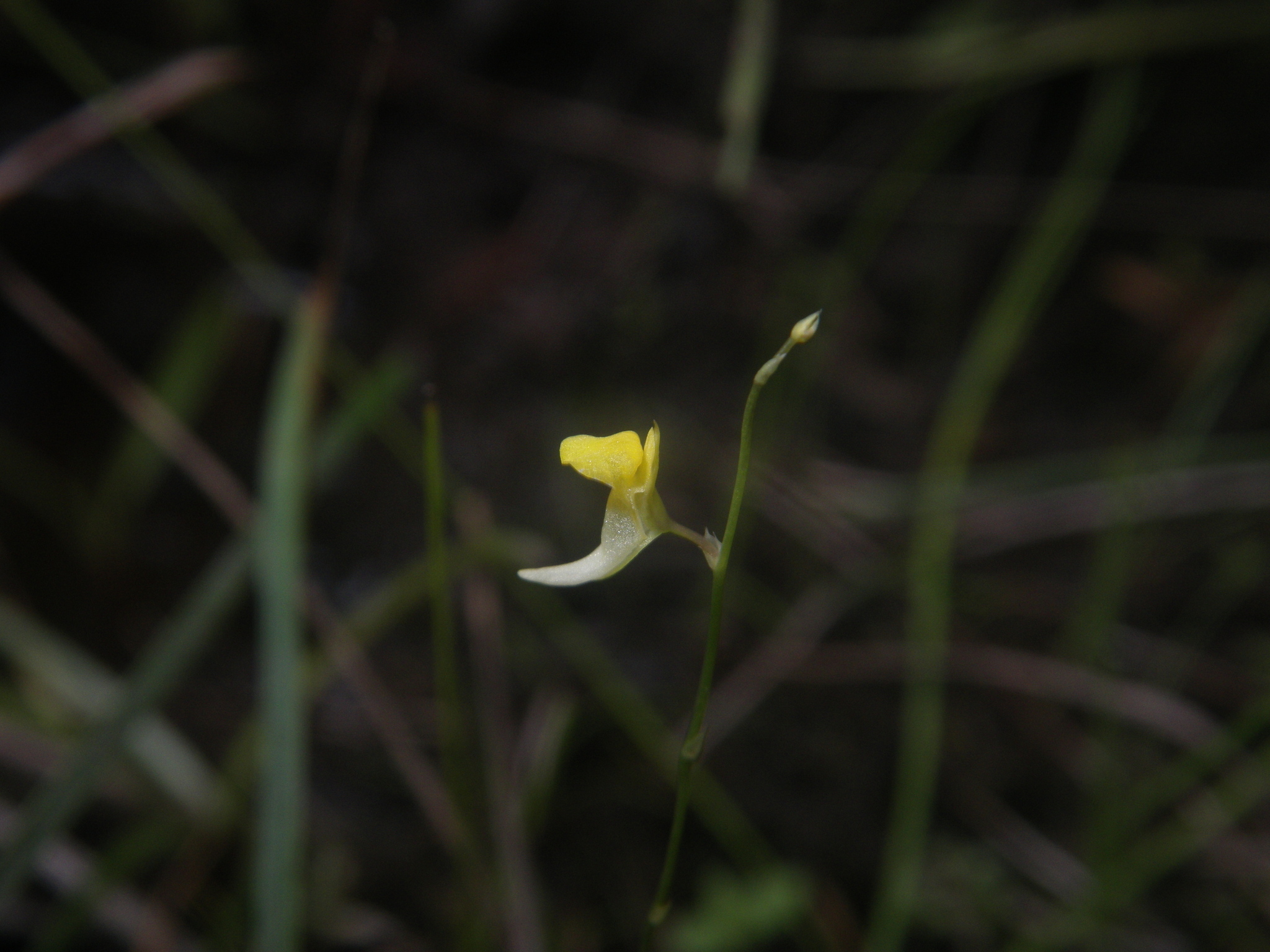 Utricularia scandens (Utricularia scandens)