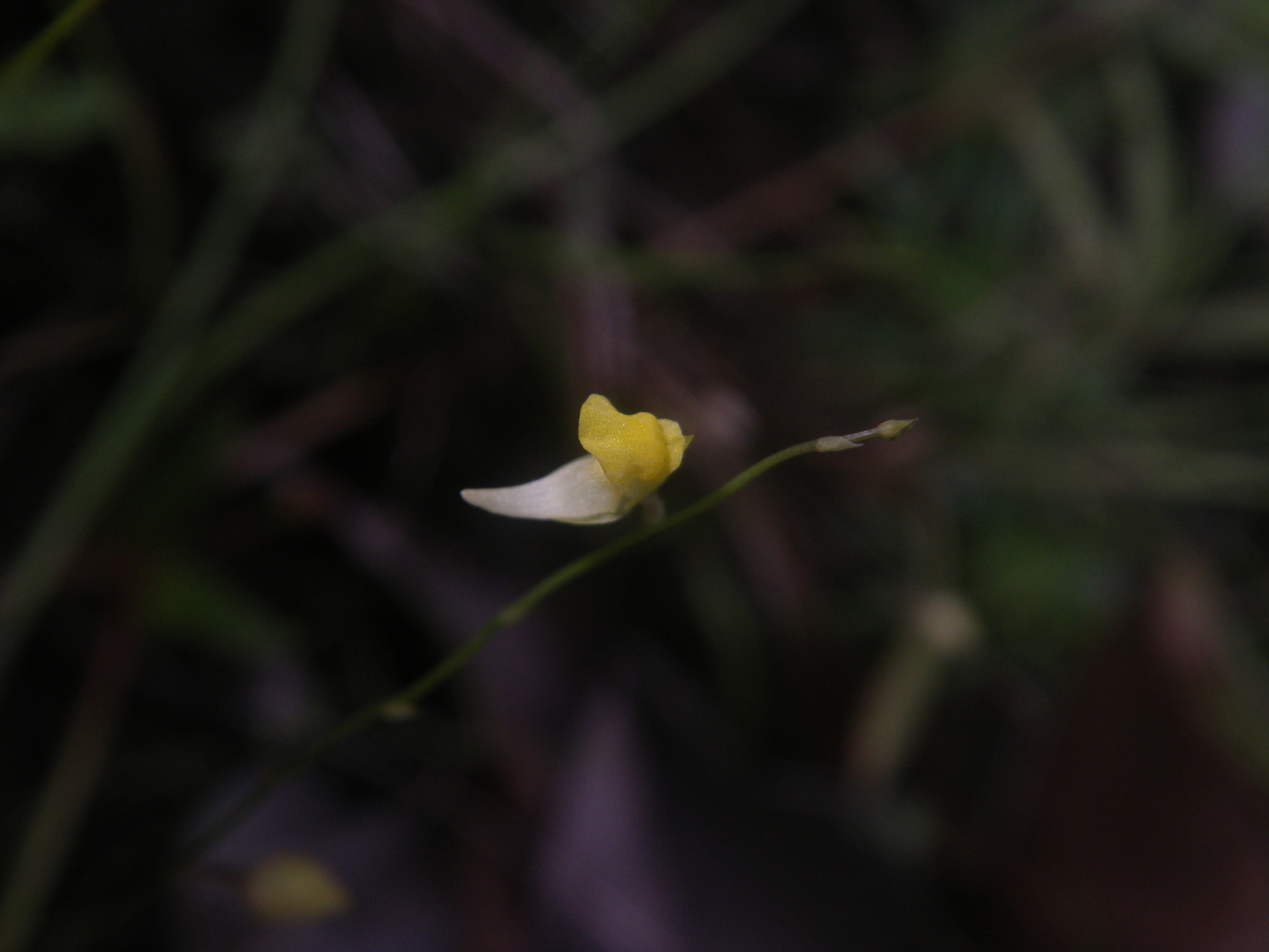Utricularia scandens — ảnh 2