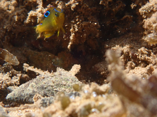 Blueribbon damsel (Chrysiptera brownriggii) — Pomacentridae — 3