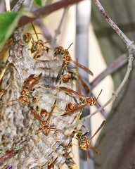 Mischocyttarus mexicanus cubicola