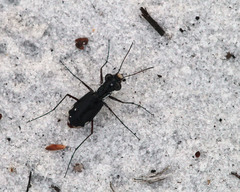 Cicindela scabrosa