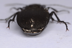 Licinus aequatus