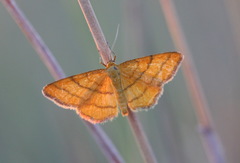 Idaea aureolaria