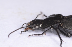Licinus aequatus