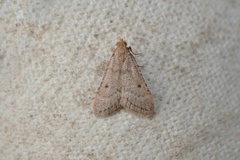 Bostra obsoletalis