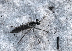 Stichopogon abdominalis