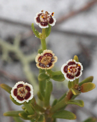 Euphorbia polyphylla