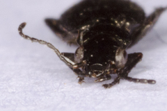 Syntomus foveatus