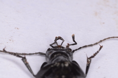 Licinus aequatus