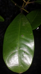 Psychotria onivensis