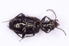 Syntomus foveatus