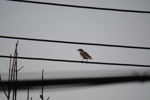 White-cheeked Starling