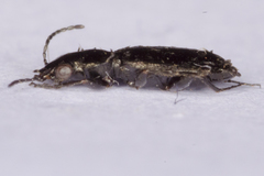 Syntomus foveatus