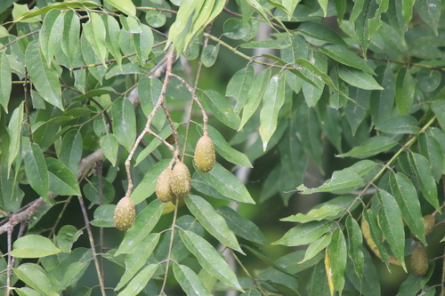 Foto de Cedro