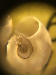 Gyraulus parvus