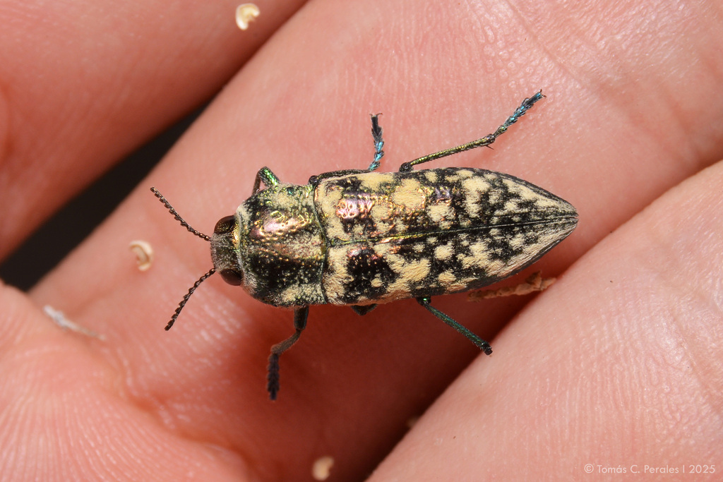 Achardella hoscheki