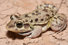 Vizcacheras' White-Lipped Frog photo 1