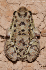 Vizcacheras' White-Lipped Frog photo 3