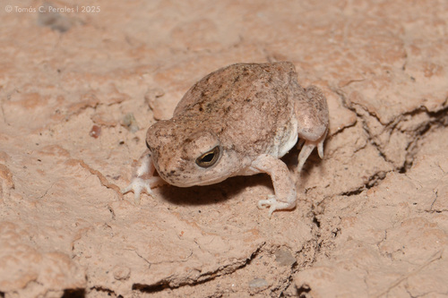 Guayapa's Four-eyed Frog, Pleurodema guayapae