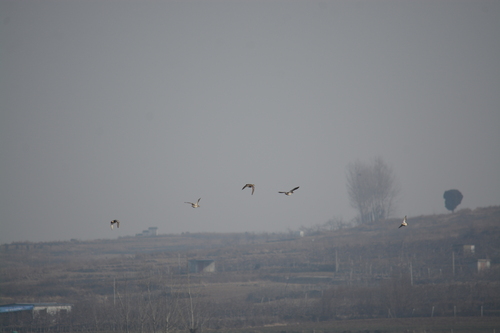 Green-winged Teal