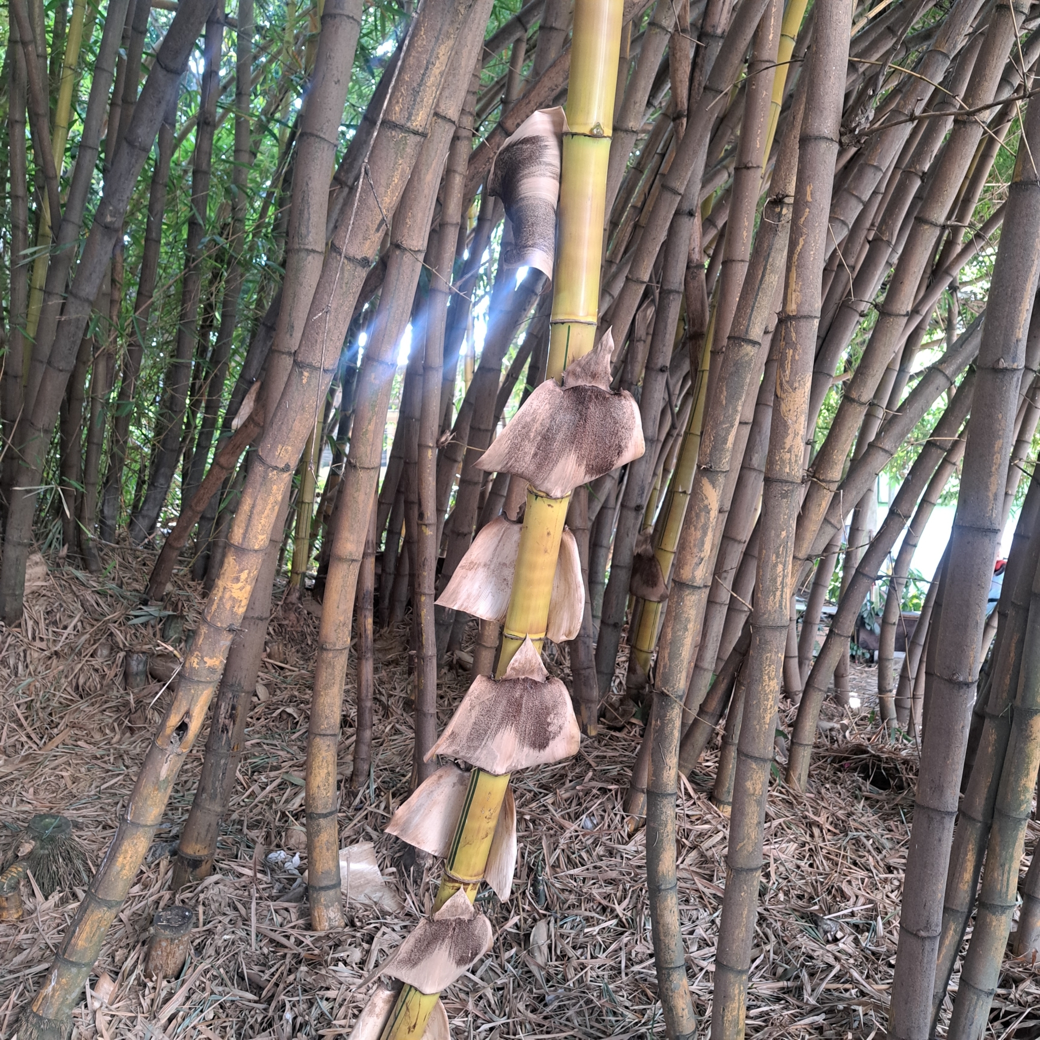 Imagem de Bambu