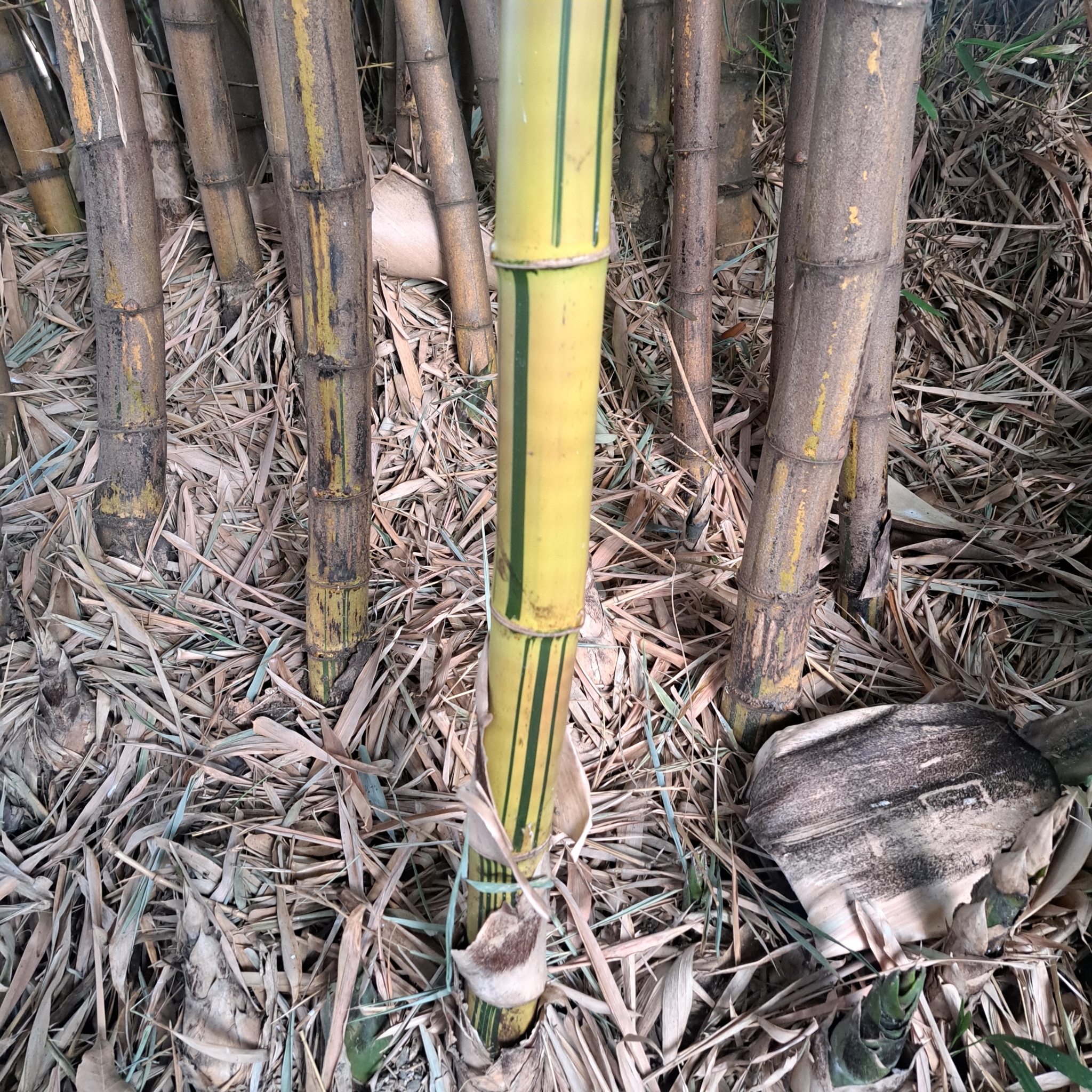 Imagem de Bambu