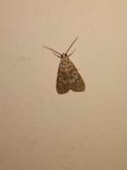 Sommeria marchalii